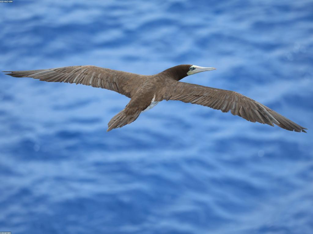 មគ្គុទេសក៍ការបាញ់ត្រី: របៀបដែលមានប្រសិទ្ធភាព